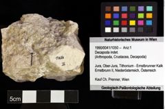 Foto (Objket + Etiketten) von Decapoda indet. 